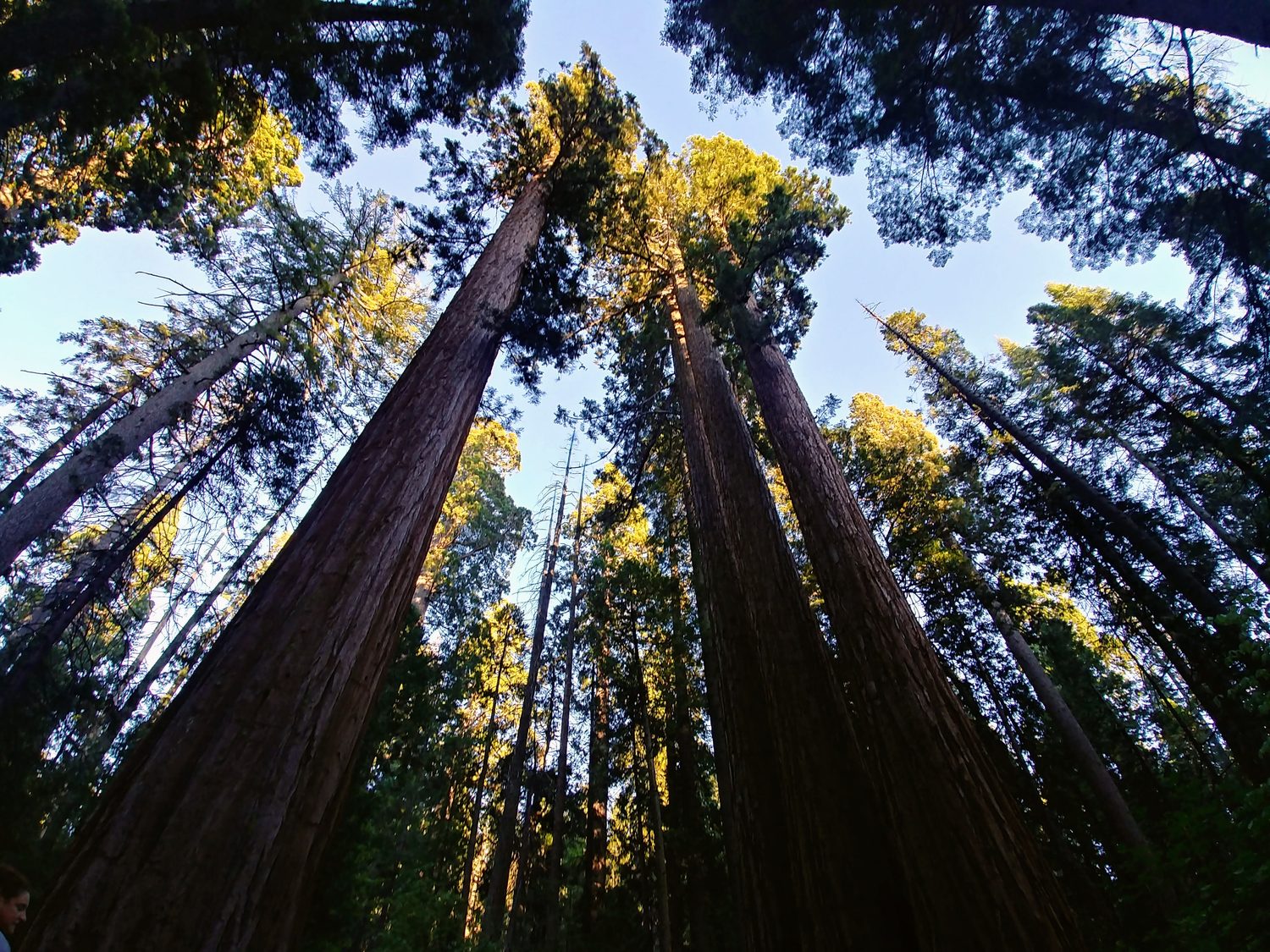 Under the Redwoods — Litt Visual