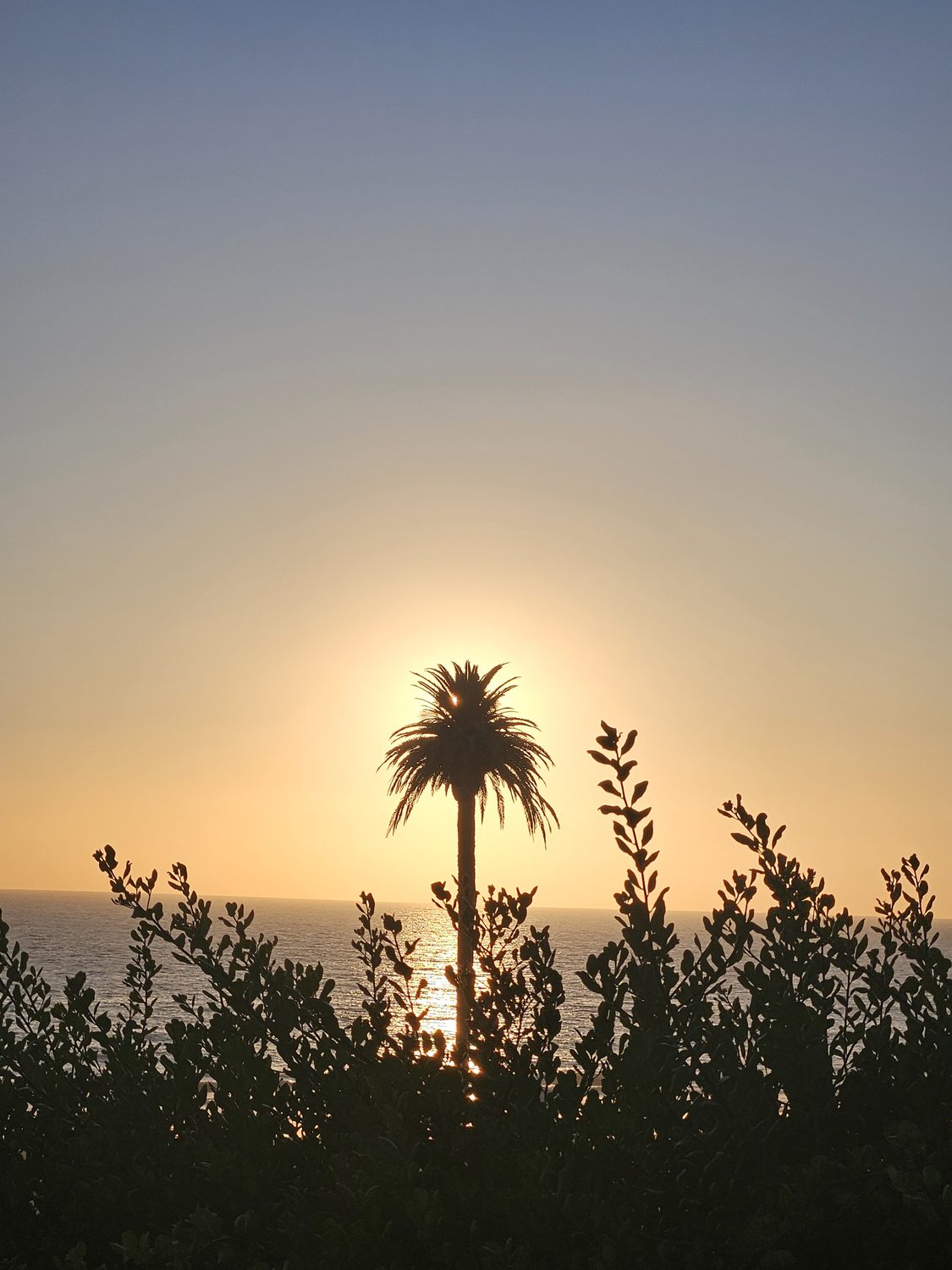 Palms at Dusk — Litt Visual